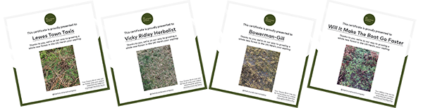 green web hosting tree planting certificates